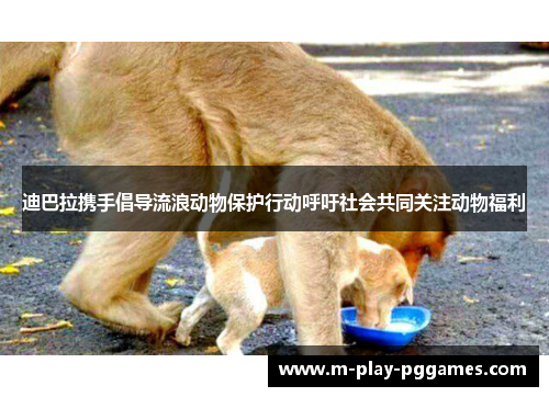 迪巴拉携手倡导流浪动物保护行动呼吁社会共同关注动物福利 迪巴拉携手倡导流浪动物保护行动呼吁社会共同关注动物福利